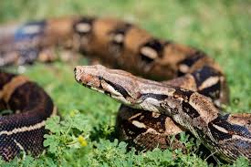 <p>red tailed boa</p>