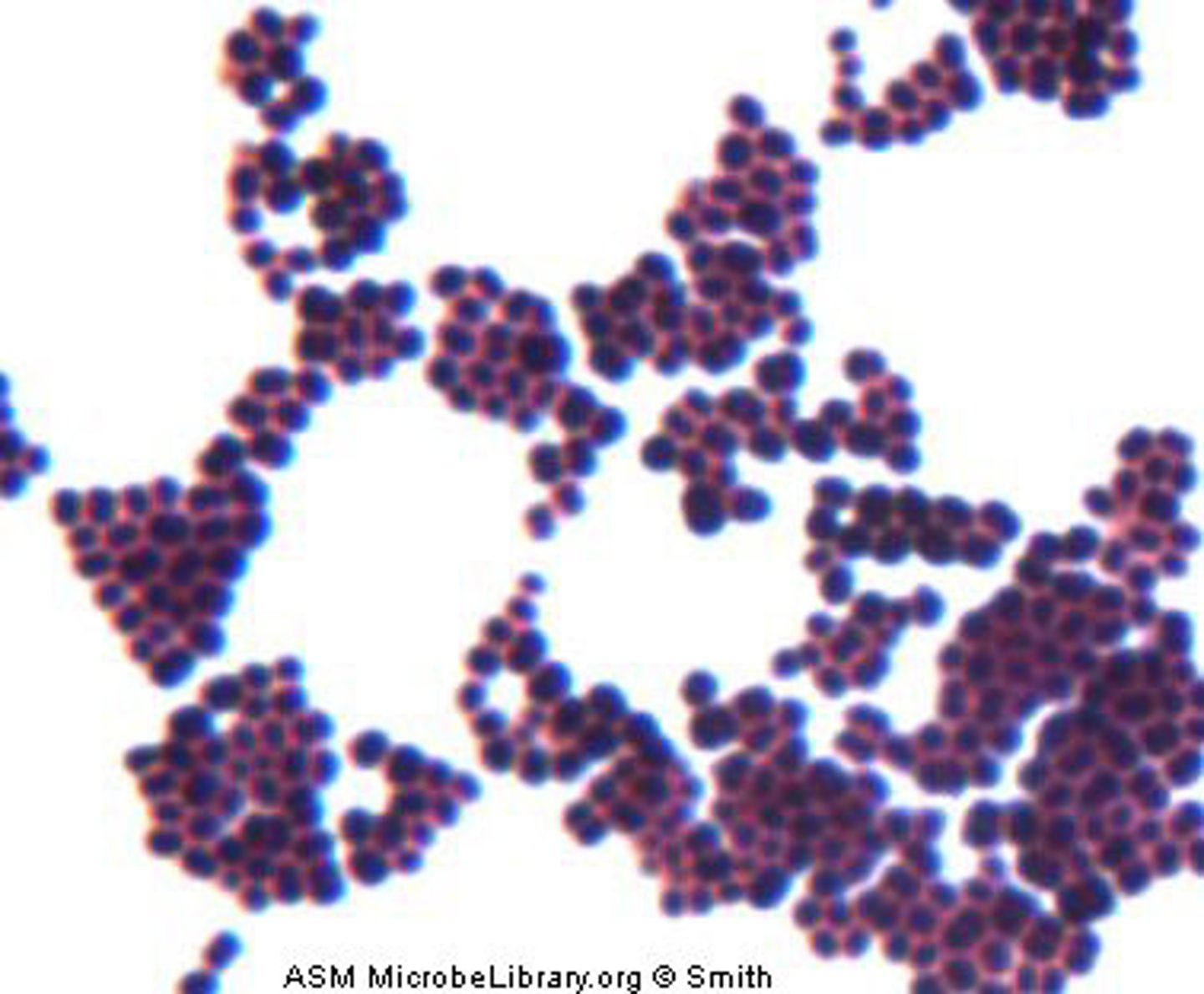 <p>bacteria that grow in clusters that resemble a bunch of grapes.</p>