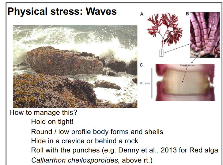 <p>-hold on tight</p><p>-round / low profile body forms and shells</p><p>-hide in a crevice or behind a rock</p><p>-roll with the punches (marine macroalgae and coralline red algae // holdfasts with flexible stipes or geniculum)</p>