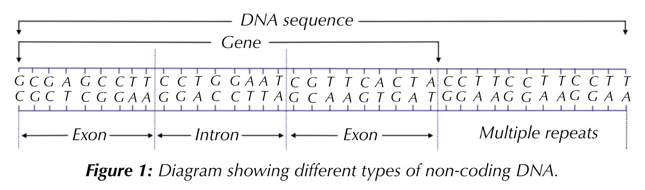 <p>non-coding dna is dna that doesn’t code for polypeptides, instead coding for functional rna</p><p>some genes that code for polypeptides contain sections that don’t code for amino acids, called introns, and sections that do, called exons</p><p>repeats are parts of a gene that repeat. over and over. they are also non-coding</p>