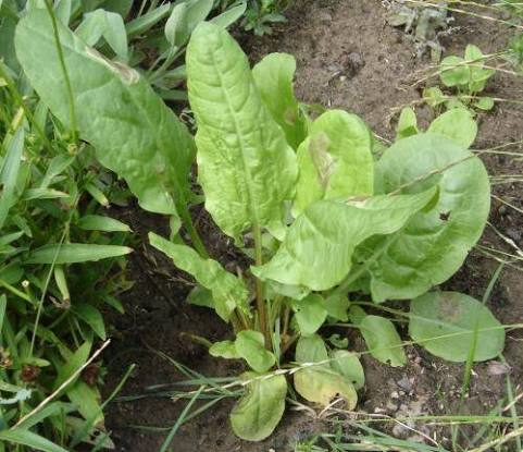 <p>A plant with arrow-shaped or elongated leaves often having a reddish tint and producing reddish/burgundy seed heads in tall clusters.</p>