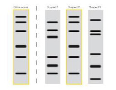 <p>an individual's unique sequence of DNA base pairs, determined by exposing a sample of the person's DNA to molecular probes</p>