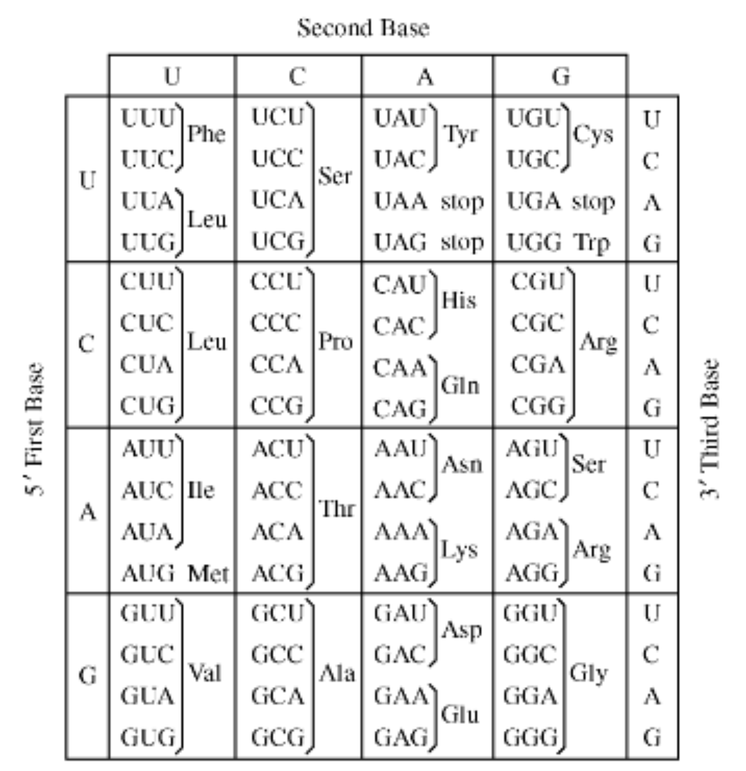 <p>The question refers to the following DNA strand and table of codons:</p><p>The mRNA transcribed from the DNA would read</p>