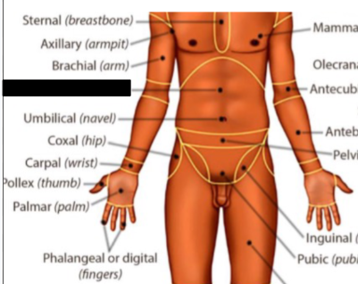 <p>what anatomical region is this?</p>