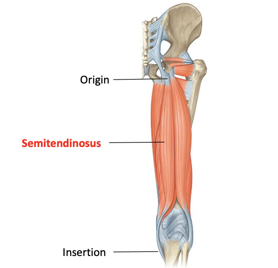 <p>Origin: inferior medial aspect of upper ischial tuberosity </p><p>Insertion: anteromedial surface of proxmial tibia</p><p>Nerve supply: sciatic nerve - tibial division</p><p>Nerve roots: L5, S1, S2</p>