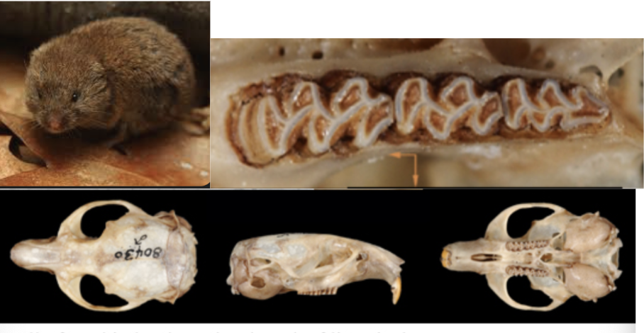 <p>What suborder, family, subfamily, genus, and species?</p>