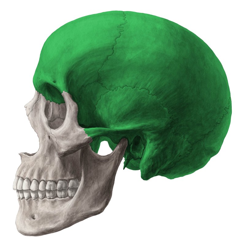 <ul><li><p>contains and protects the brain and its meninges, proximal part of the cranial nerves, and the vasculature of the brain</p></li></ul><p></p>