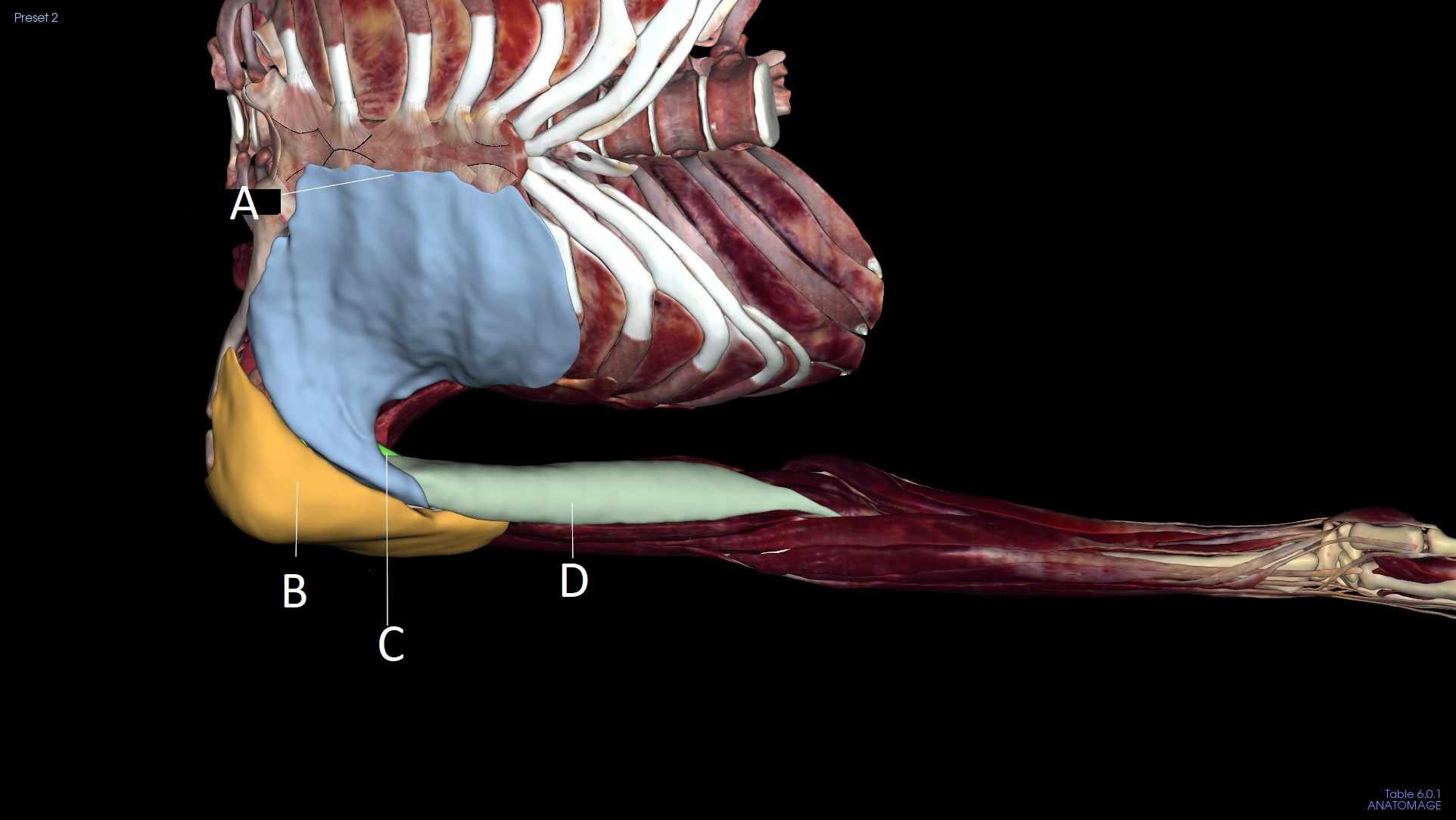 <p>A</p>