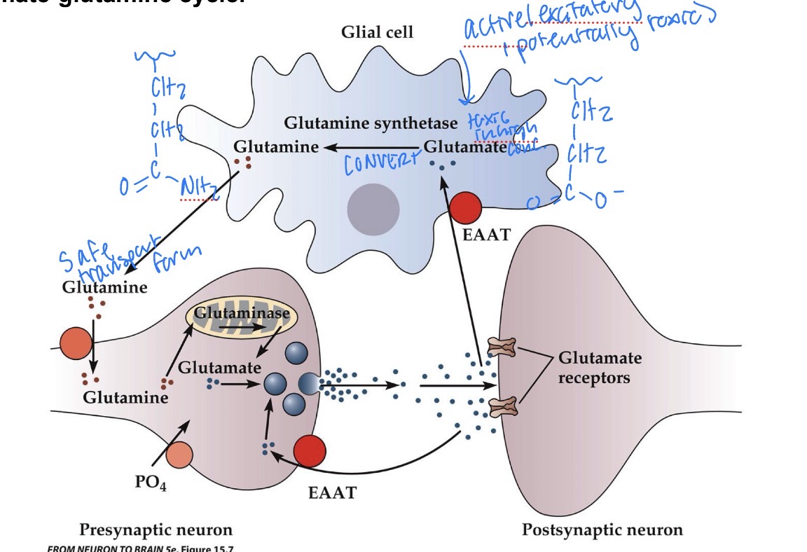 <p>Recycles Glutamate at the synapse</p><p>-Glutamine synthetase converts glutamate → glutamine</p><p>-Glutamine is released and taken back up by the pre-synaptic neuron, where glutaminase converts glutamine → glutamate for reuse.</p><p>*This process happens in the astrocyte</p>