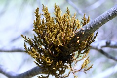 <p>A relationship between two organisms of different species where one benefits and the other is harmed</p>