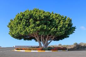 <p>Native to the Philippines and widely distributed across tropical Asia and the Pacific; conservation status: not endangered. Most easily identified by its dense, rounded canopy of small glossy leaves and its strong adaptability to pruning, often forming sculpted ornamental shapes or large shade trees in urban landscapes.</p><p>A medium to large evergreen tree typically growing 10–25 meters tall, sometimes more in mature conditions, with a broad rounded crown about 8–20 meters wide. Trunk is 0.5–1.5 meters in diameter with smooth gray bark that becomes slightly fissured with age. It develops an extensive, aggressive root system with aerial roots that can thicken into secondary trunks. Branching begins above human height, forming a dense, compact canopy. Leaves are simple, small (4–10 cm long), elliptic to ovate, thick and glossy green with smooth margins and prominent pinnate venation. Flowers are enclosed within a syconium and not visibly showy. Fruits are small fig-like structures that turn yellowish to reddish-purple when mature and are dispersed by birds.</p><p>Widely used as a shade tree, street tree, bonsai, and hedge due to its high tolerance for pruning and urban conditions. Latex sap may cause mild skin irritation, and roots are highly invasive in confined spaces. In landscape applications, it is best suited for large parks, plazas, and heavily managed urban landscapes where root spread can be controlled; it should be avoided near buildings, pavements, and utilities, making it more appropriate as a managed structural shade or sculpted landscape tree rather than a small residential planting.</p>