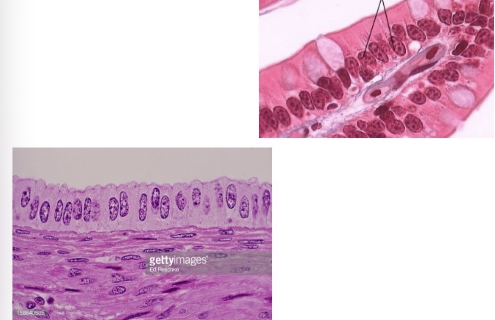 <p><span><em>Identify the tissue and give its major function</em></span></p>