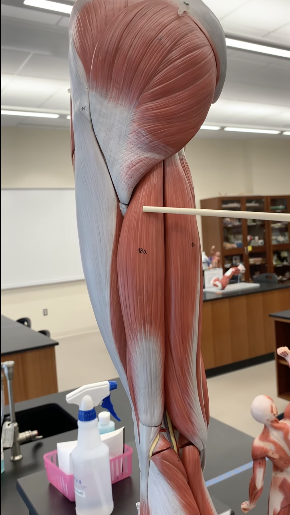 <p>Biceps Femoris</p>