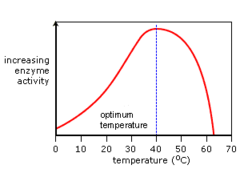 <p>Temperature at which an enzyme works the best</p>