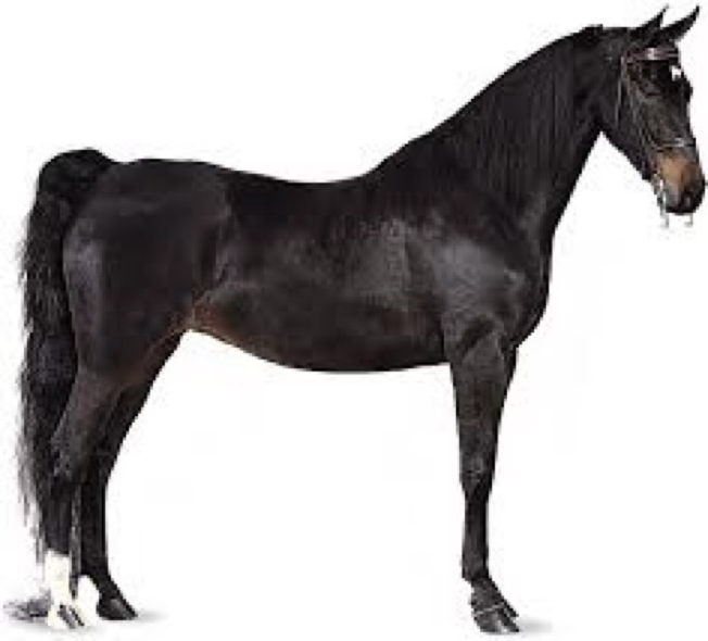 <p>Which breed is this?</p><p>Hint: Riding horse.</p>