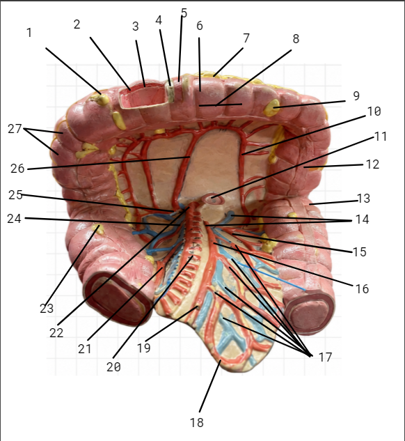 <p>17</p>