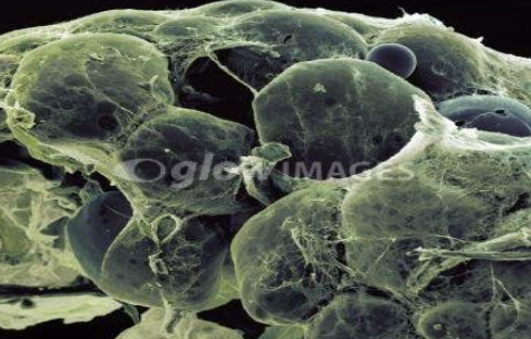 <p>What cell types are these?</p>