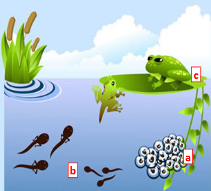 <p>This is the reproductive system of frogs in class Amphibia. Structure A are the eggs with have no shell so they must be deposited in ____ conditions. Structure B is the larva (tadpole) which has a heart with __ chambers and respiration with _______. Structure C is the adults with a heart with ___ chambers and respiration with _______ and _______.</p>