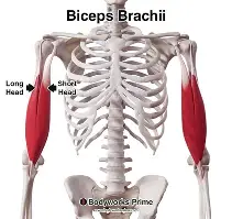 <p>flexes and supinates the forearm </p>
