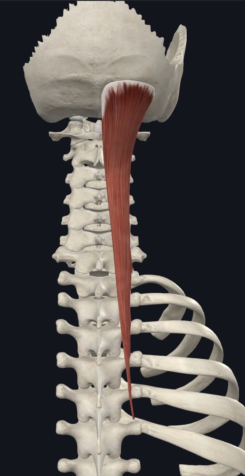 <p>Semispinalis Capitis <strong>Origin</strong></p>