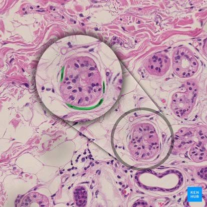 <p>Stratified cuboidal epithelium throughout body use for cooling</p>