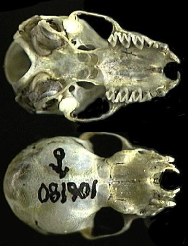 <p>Perimyotis subflavus</p>