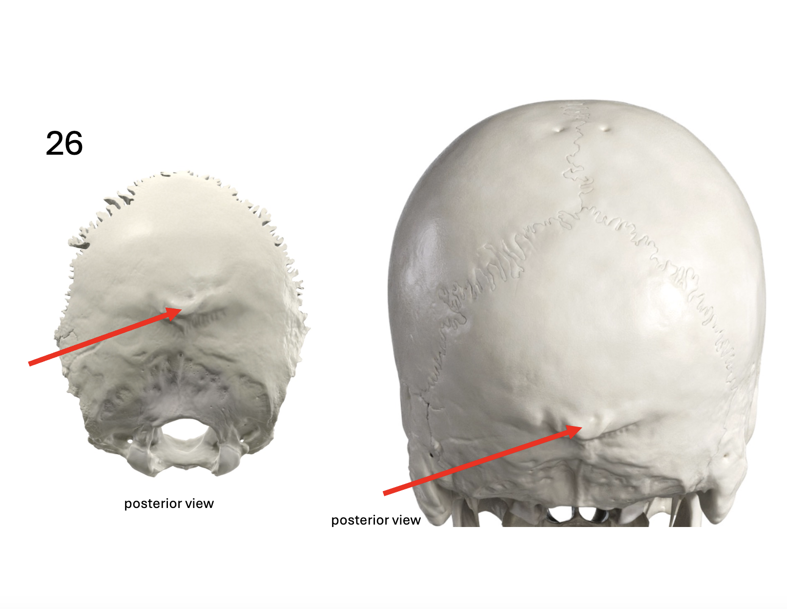 <p>Identify the <strong>bone and landmark</strong></p>
