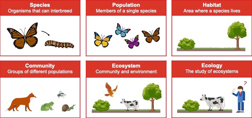 <p>The study of the relationship between living organisms, or between living organisms and their environment.</p>