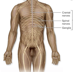 <p>cranial and spinal nerves, and ganglia</p>