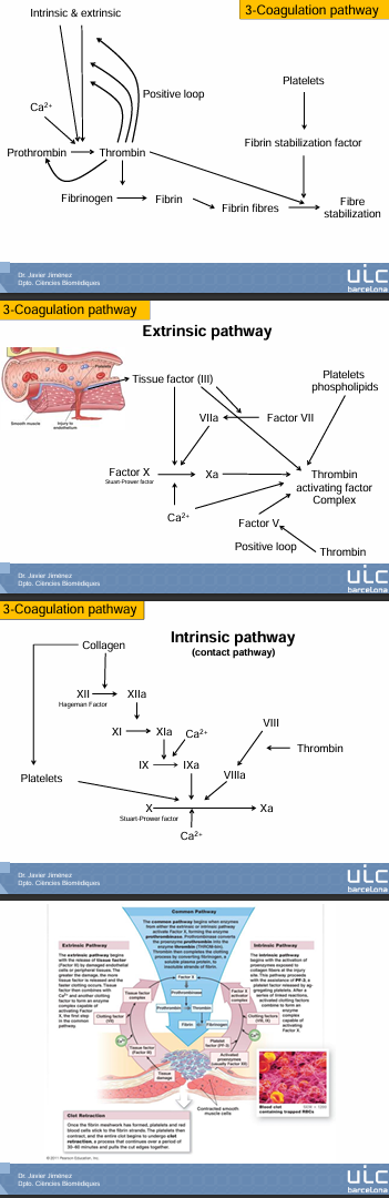 <p>Qué pasa con la fibrina cuando se activa?</p><ul><li><p>Es capaz de formar fibras cuando se activa</p></li></ul><p>Qué haran estas fibras?</p><ul><li><p>SOn las que formarán la malla donde sustentarán las plaquetas (activadas por las rutas de coagulación)</p></li></ul><p></p>