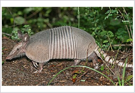 <p>What is the subclass of the animal shown?</p>