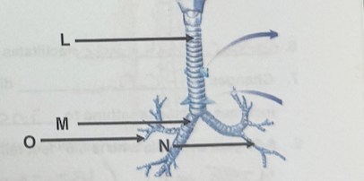 <p>N</p>