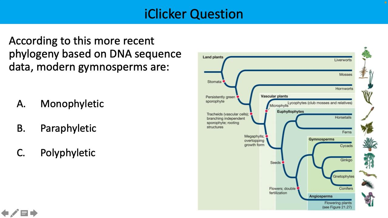 <p>According to this more recent phylogeny based on DNA sequence data, modern gymnosperms are:</p>