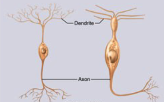 <p><span style="color: rgb(255, 255, 255);">What type of neuron does this image depict<br>a) Multipolar neuron<br>b) Bipolar neuron<br>c) Unipolar neuron<br>d) Anaxonic neuron</span></p>
