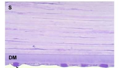 <p>stucture and function</p>