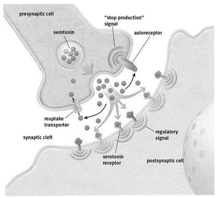 <p>Receptoren op axonuiteinden invloed op vrijstelling NT</p><p>Presynaptische autoreceptor: receptor geactiveerd door NT vrijgesteld uit axonuiteinde waarop die tot expressie komt</p><ul><li><p>negatieve feedback, stop signaal functie (er is voldoende NT)</p></li><li><p>homotroop: receptor herkent eigen vrijgestelde NT</p></li></ul><p></p>