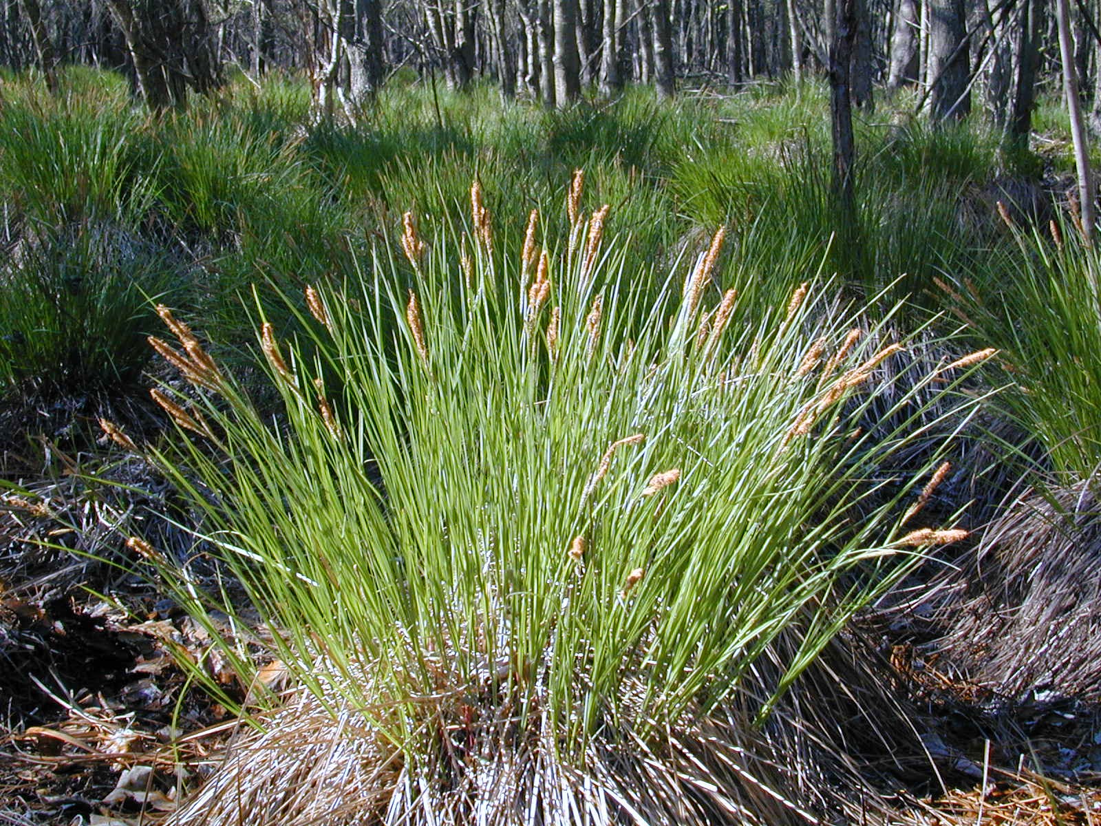 <p>Massive, structural “mounds“ or pedestals of grass, like foliage, rising directly out of standing water or deep mud</p>