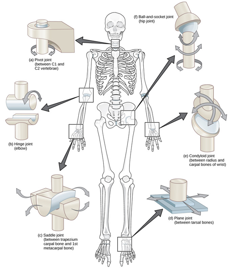 <p>Joints </p>