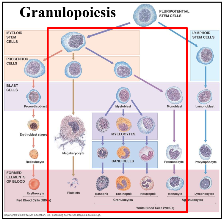 <p>Granulopoiesis</p>