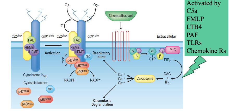 <p><span>A GTPase plus five phagocytic oxidase</span></p><p><span>Activated by:</span></p><ul><li><p><span>C5a</span></p></li><li><p><span>FMLP </span></p></li><li><p><span>LTB4</span></p></li><li><p><span>PAF</span></p></li><li><p><span>TLRs</span></p></li><li><p><span>Chemokine Rs</span></p></li></ul><p></p>