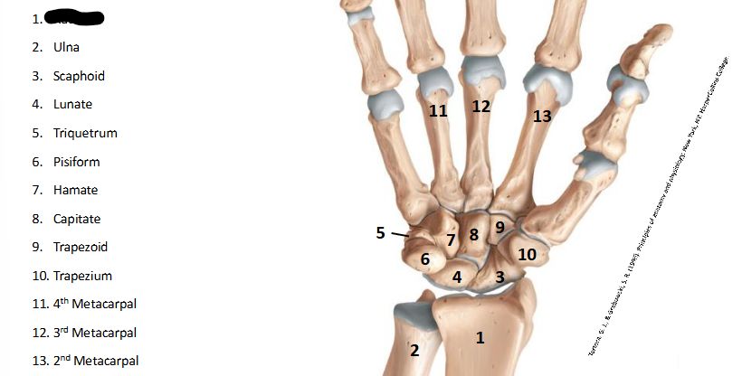 <p>What are the landmarks within <strong>Wrist/Hand?</strong></p>