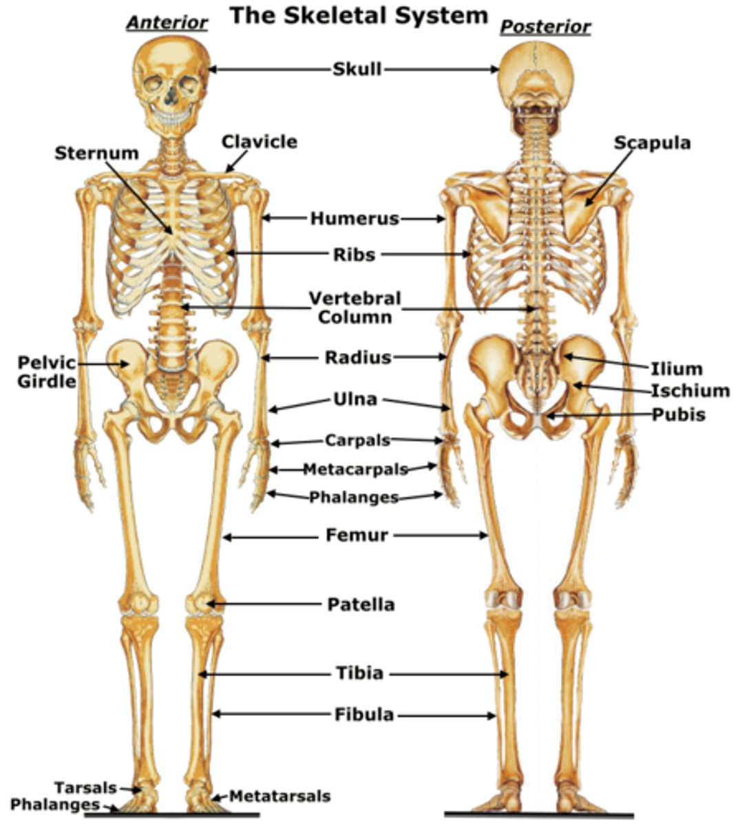<p>Protects and supports body organs and provides a framework the muscles use to support movement. Made up of bones and joints.</p>
