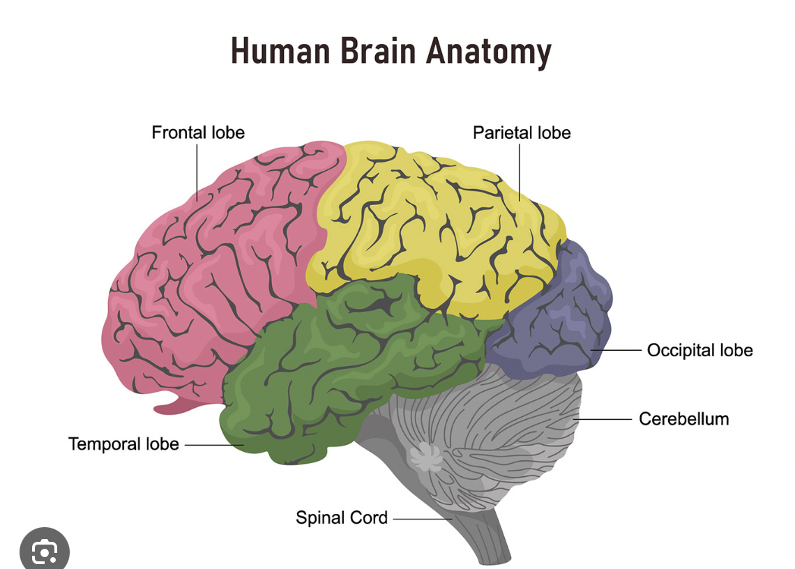 <p>Responsible for executive function, decision making, making personality &amp; speech </p>