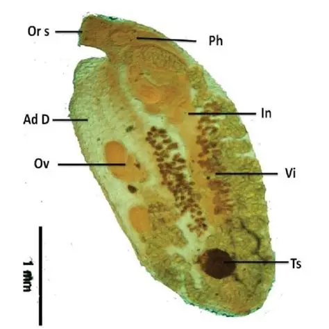 <p>Aspidogaster sp. (Phylum Platyhelminth, Subphylum Neodermata, Class Trematoda, Subclass Aspidogastrea). Know where the buccal funnel (should be the same as the oral sucker, Or s), pharynx (Ph), tubular gut (should be the same as the intestine, In), single ovary (Ov), and testis (Ts) are.</p>