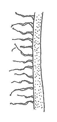 <p><mark data-color="#ffffff" style="background-color: rgb(255, 255, 255); color: inherit;">a plant surface is covered with long, soft, shaggy hairs that are not matted together</mark></p>