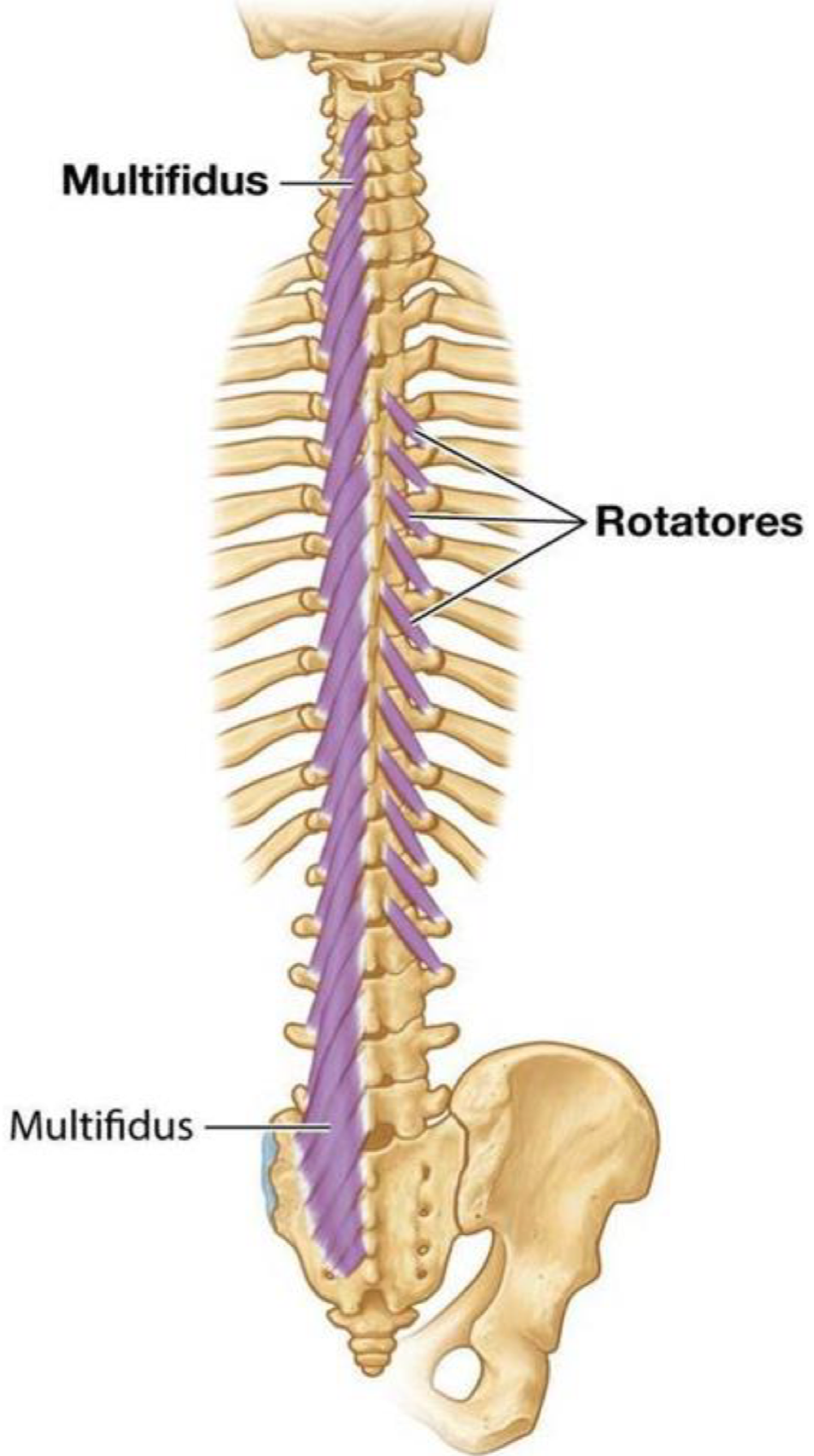 <p>Origin: transverse processes of (thoracic) vertebrae</p><p>Insertion: spinous process of vertebra immediately (brevis) or two segments (longus) superior to vertebra of origin</p><p>Innervation: posterior rami of spinal nerves</p><p>Action: laterally flex, rotate to opposite side (unilateral), extend (bilateral); stability and posture</p>