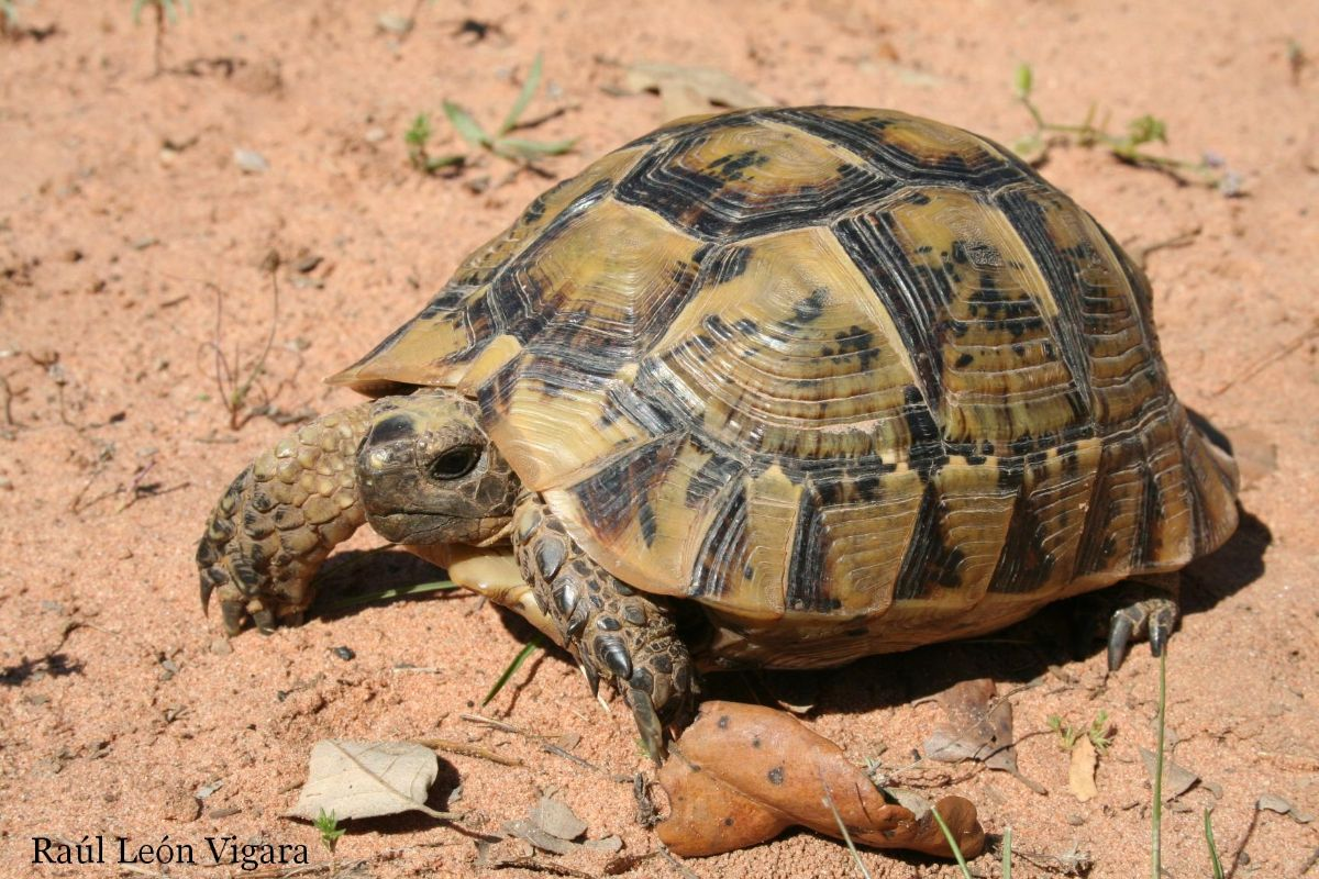 <p>Variado, en las especies ibéricas desde zonas arenosas a matorral.</p><p>Fitófago.</p>