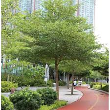 <p>Non-native but widely cultivated in the Philippines; conservation status: not endangered. Most easily identified by its symmetrical, whorled, pagoda-like branching and compact layered crown.</p><p>Medium to large evergreen tree (10–25 m) with 5–15 m crown. Trunk 0.3–0.8 m diameter, gray bark smooth to slightly fissured. Moderate roots, less aggressive than large hardwoods. Strong whorled branching above human height. Leaves small (3–10 cm), obovate, clustered at branch tips. Flowers small greenish-white. Fruits small woody drupes.</p><p>Used as ornamental shade tree for streets, medians, and campuses due to neat form and tolerance to pruning. Non-toxic. Best for urban streets and controlled landscapes; suitable for narrow spaces but requires spacing to maintain tiered structure.</p>