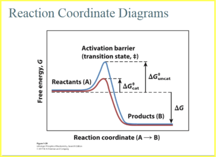 <p><span style="background-color: transparent;">This diagram shows how the energy of a reaction changes as reactants turn into products. Y- axis = higher up = higher energy = less stable. Lower down = lower energy = more stable. Top of the hill = the transition state (‡).&nbsp;</span></p><p><span style="background-color: transparent;">The <strong>activation energy </strong>is: ΔG‡. Big hill = slow reaction. Smaller hill = faster reaction.&nbsp;</span></p><p><span style="background-color: transparent;">Blue curve (uncatalyzed) = higher activation energy = reaction happens very slowly = deltaGdoublecorssuncat. Red curve = enzyme lower activation energy = reaction becomes faster. deltaGdoublecrosscat.&nbsp;</span></p><p><span style="background-color: transparent;">IMPORTANT POINT = deltaG does NOT change: the overall energy difference between reactants and products. Since products are lower in energy here: deltaG = negative, reaction is thermodynamically favorable, there is a release in free energy. BTW the enzyme does not change deltaG, does not change equilibrium, only changes the speed by lowering activation energy! Connection to kinetically stable: A metabolite can be kinetically stable if the activation barrier is HIGH. (metabolite is kinetically stable). Even if products are lower in energy (deltaG = negative): the molecule stays around; because climbing the activation hill is slow. Enzymes lower the hill and allow the reaction to proceed quickly.</span></p>