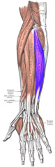 <p>extends and adducts wrist</p><p>O: humerus</p><p>I: base of 5th metacarpal</p>